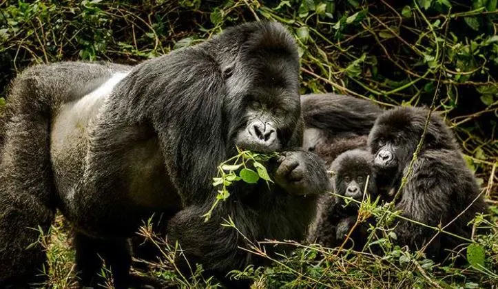 4 days Rwanda Gorilla Trekking safari
