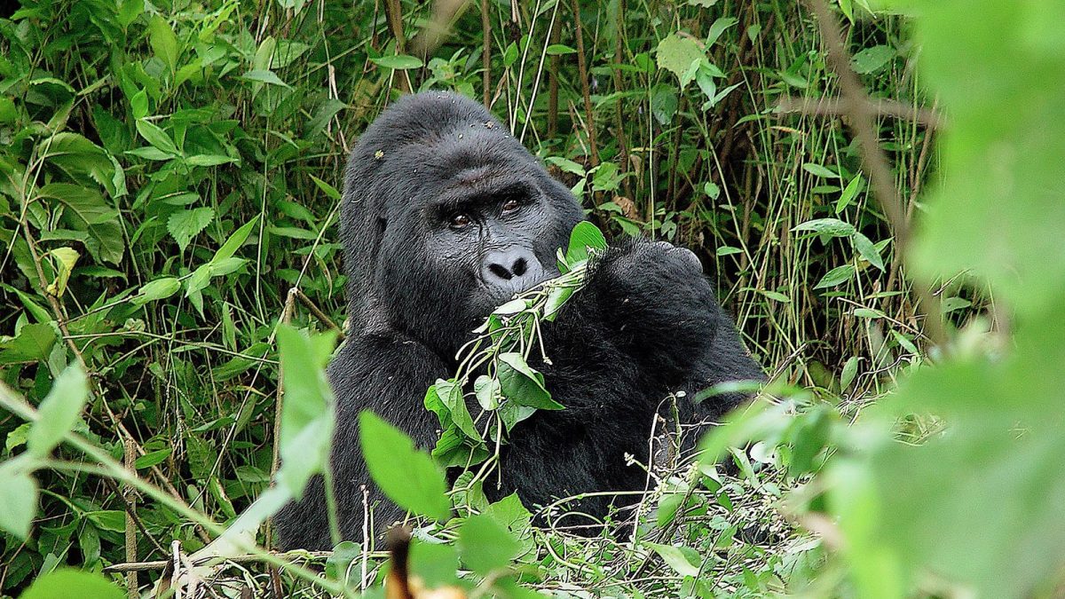 5 Days Queen Elizabeth and Gorilla Trekking Tour