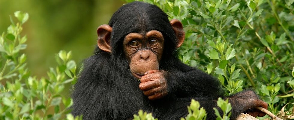 2 DAYS RWANDA CHIMPANZEE TREKKING SAFARI