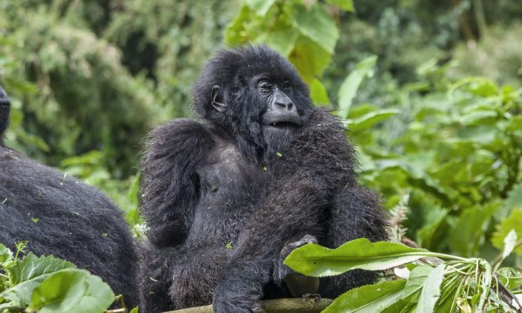 4 Days Bwindi Gorilla Trekking Safari