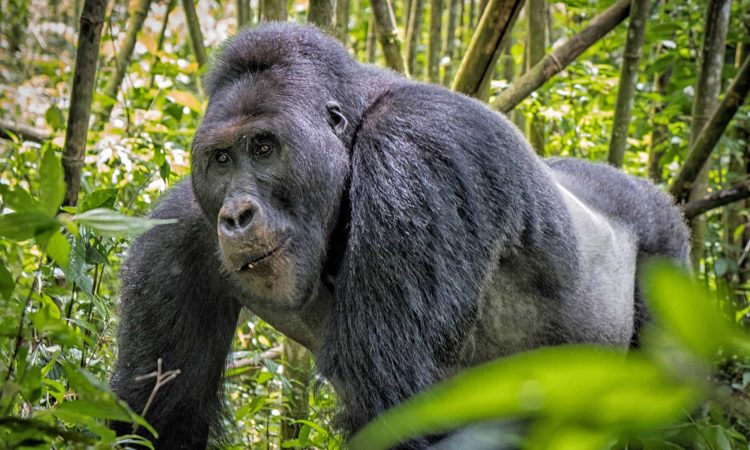 2 Days gahinga Gorilla safari & Trekking.